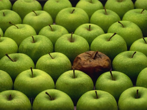 https://pickfreshfood.files.wordpress.com/2015/01/miller-john-one-rotten-apple-amongst-other-green-apples-e1422640780350.jpg